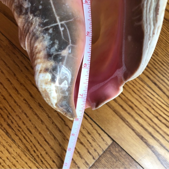 Large Pink-Interior Conch Shell - Picture 7 of 7